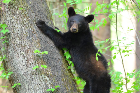 Bear cub crawling tree